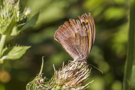 A meadow brown on a flowerの写真素材