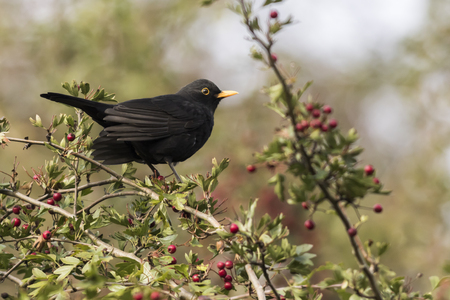 A blackbird is sitting on a branchの写真素材