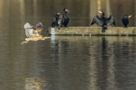 A common bittern is flying over a pond