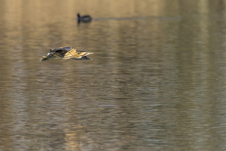 A common bittern is flying over a pond