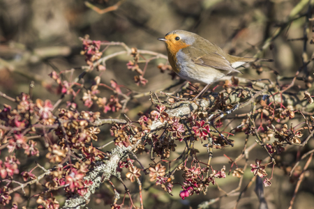 A robin redbreast is sitting on a branchの写真素材