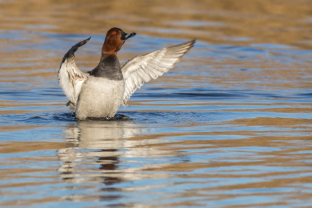 A common pochard is swimming on a pondの写真素材