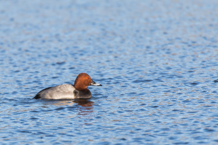 A common pochard is swimming on a pondの写真素材