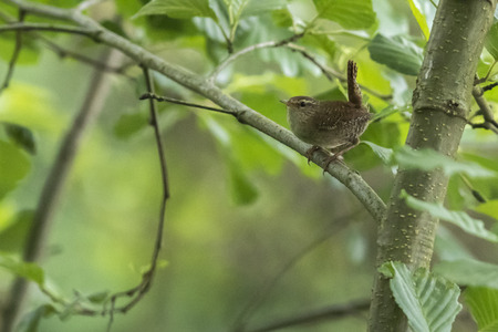 A little wren is searching for fodderの写真素材