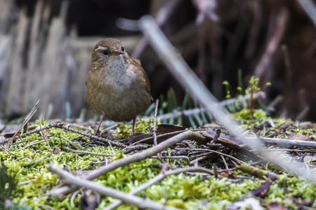 A little wren is searching for fodderの写真素材
