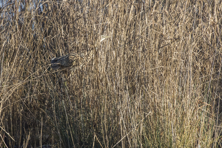 A common bittern hides in the reed grass