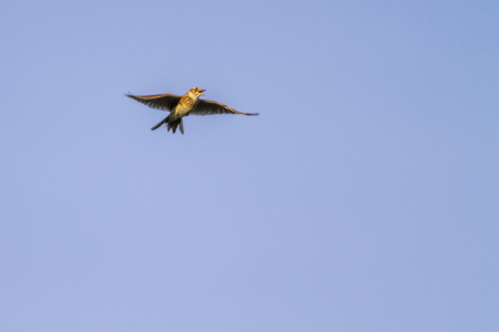 A common skylark in the flightの写真素材