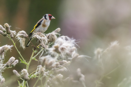 A resting goldfinch is searching for fodderの写真素材