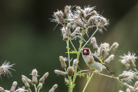 A resting goldfinch is searching for fodderの写真素材