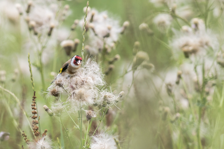 A resting goldfinch is searching for fodderの写真素材