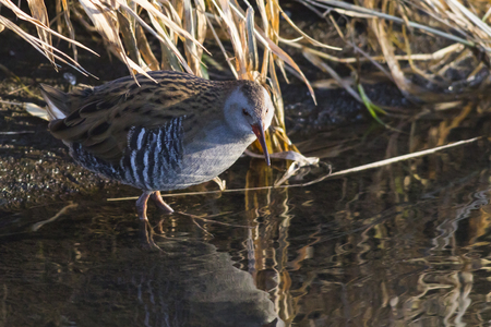 A shy water rail on riverside of Erbach by Beeden/Germanyの写真素材