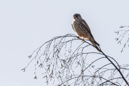 A common krestel on his vantage point is searching for fodderの写真素材