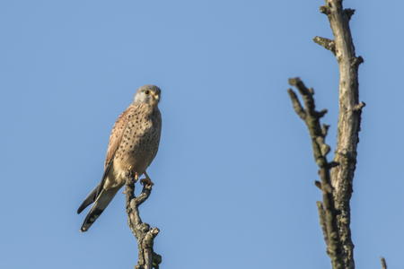 A common krestel on his vantage point is searching for fodderの写真素材