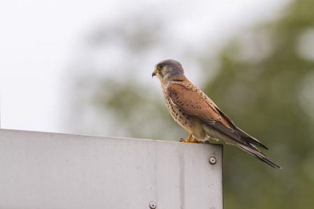 A common krestel on his vantage point is searching for fodderの写真素材