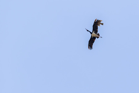 A flying black stork in southern Saarpfalz-Kreis/Germanyの写真素材