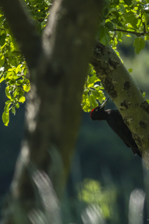 A black woodpecker on a tree bole is searching for fodderの写真素材
