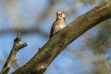 A lesser pied woodpecker is searching for fodder on a tree boleの写真素材