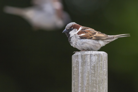 A house sparrow is sitting on a branchの写真素材