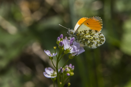 An orange tip-butterfly on a flowerの写真素材