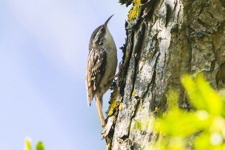 A common treecreeper is searching for fodder on a treeの写真素材