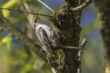 A common treecreeper is searching for fodder on a treeの写真素材