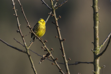 A yellowhammer is sitting on a branch