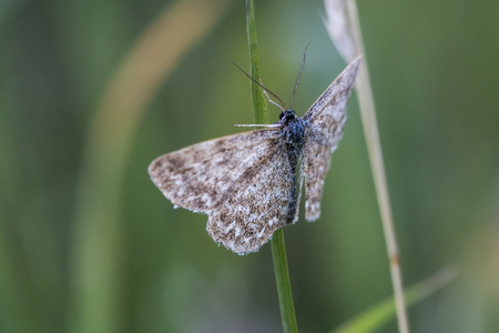 A lewes moth is sitting on a grass-stockの写真素材