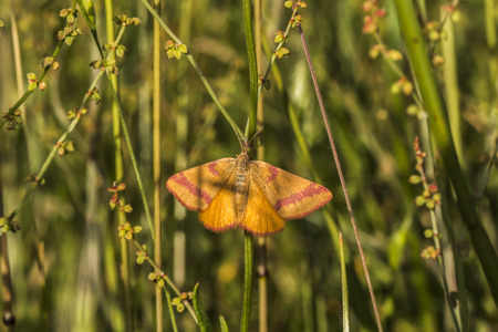 A purple-barred yellow is sitting on a grass-stock