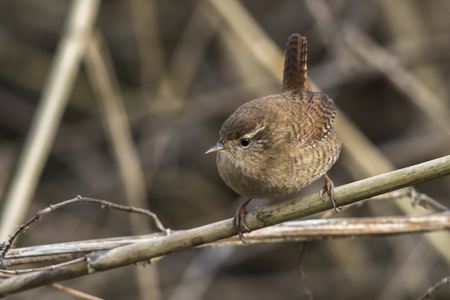 A wren in the shelf on the riversideの写真素材
