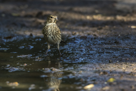 A young common linnet is searching for fodderの写真素材