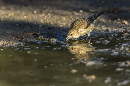 A young common linnet is searching for fodder