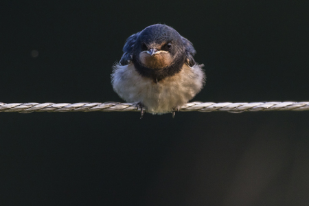 A barn swallow is sitting on a fenceの写真素材