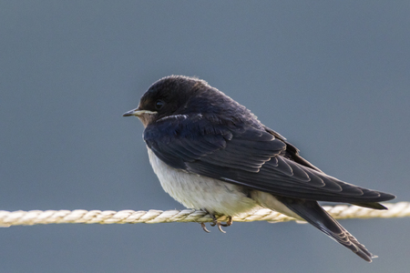 A barn swallow is sitting on a fenceの写真素材