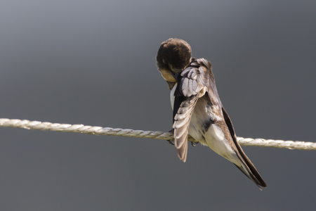 A barn swallow is sitting on a fenceの写真素材