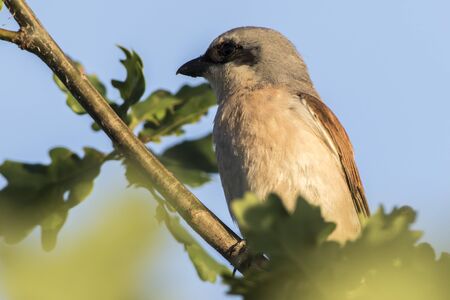 A red-backed shrike is sitting on his waiting point
