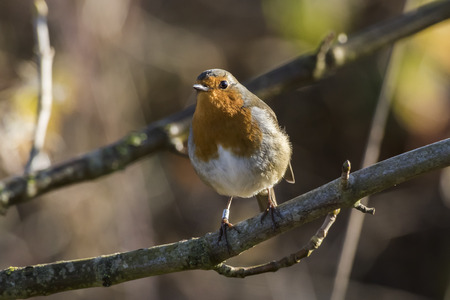 A robin redbreast is searching for fodder