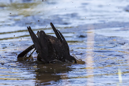 A blackbird takes a bath in a puddleの写真素材