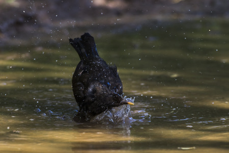 A blackbird takes a bath in a puddleの写真素材