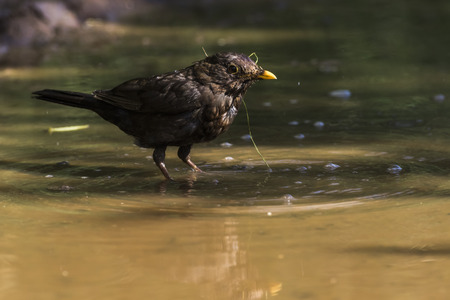 A blackbird takes a bath in a puddle