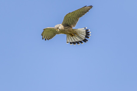 A common krestel is searching for fodderの写真素材