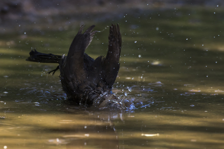 A blackbird takes a bath in a puddleの写真素材