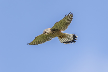 A common krestel is searching for fodder