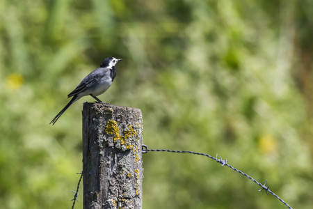 A white wagtail on a field is searching for fodderの写真素材