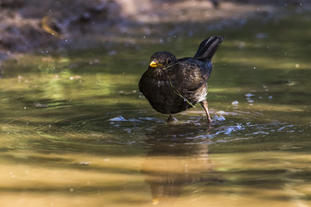 A blackbird takes a bath in a puddleの写真素材