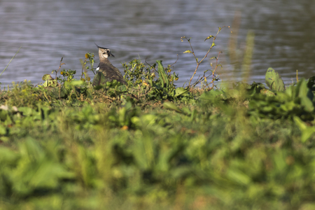 A Lapwing is searching for fodder