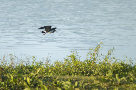 A Lapwing is searching for fodder