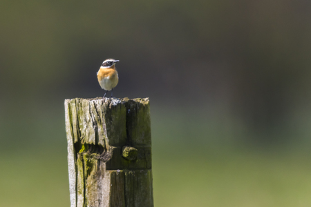 A whinchat is sitting on his vantage-pointの写真素材