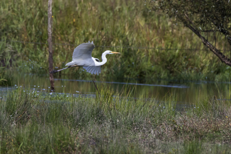 Silberreiher auf Nahrungssuche im Beeder Bruchの写真素材