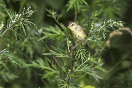 A willow warbler is sitting on a branch