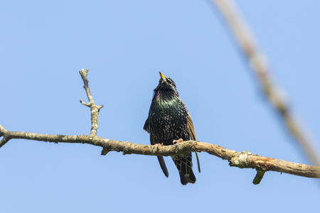 A common starling is searching for fodderの写真素材